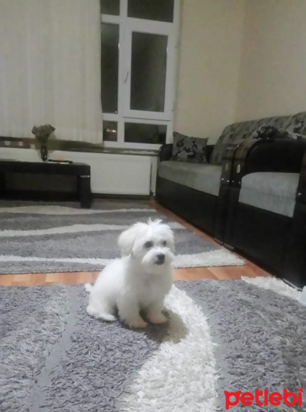 Maltese, Köpek  Luna fotoğrafı