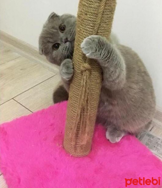 Scottish Fold, Kedi  Gofret fotoğrafı