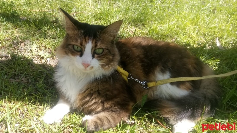 Norwegian Forest, Kedi  Yeşim fotoğrafı