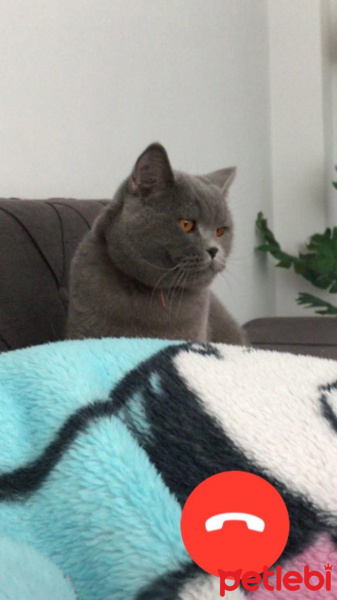 British Shorthair, Kedi  Lilly fotoğrafı