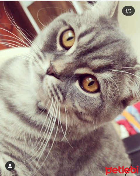 British Shorthair, Kedi  Ares fotoğrafı