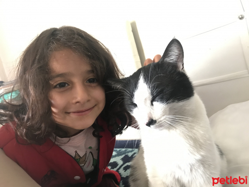 Tekir Kedi, Kedi  Karam fotoğrafı