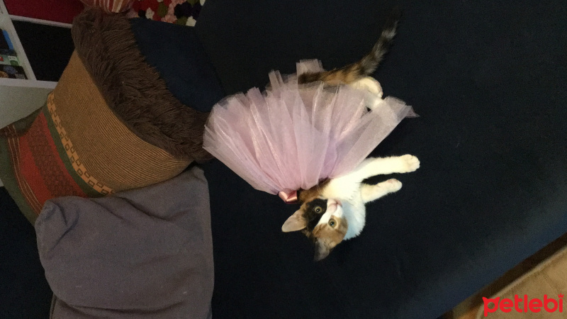 Tekir Kedi, Kedi  Komik Elizabeth fotoğrafı