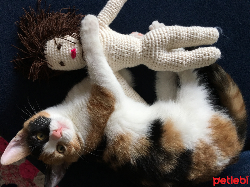 Tekir Kedi, Kedi  Komik Elizabeth fotoğrafı