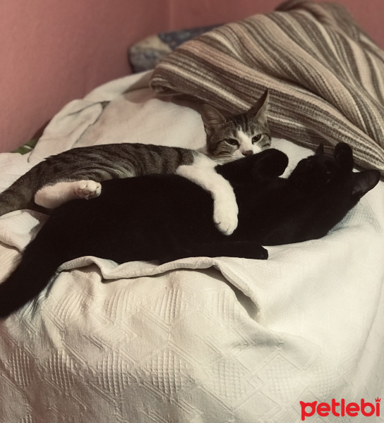 Tekir Kedi, Kedi  Lilia fotoğrafı