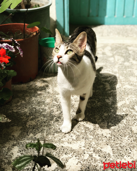 Tekir Kedi, Kedi  Lilia fotoğrafı