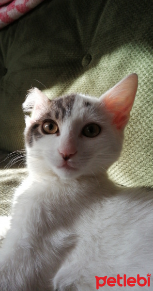 Tekir Kedi, Kedi  İncir fotoğrafı