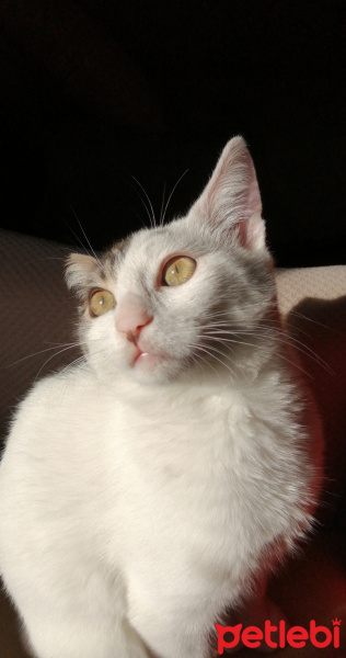 Tekir Kedi, Kedi  İncir fotoğrafı