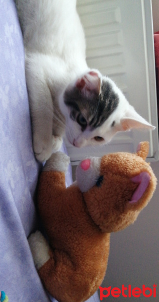 Tekir Kedi, Kedi  İncir fotoğrafı