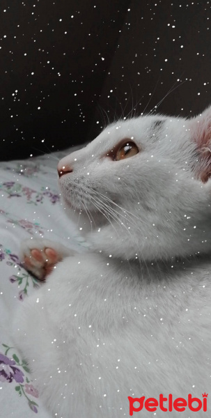 Tekir Kedi, Kedi  İncir fotoğrafı