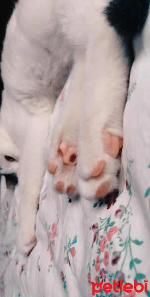 Tekir Kedi, Kedi  İncir fotoğrafı