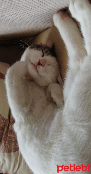Tekir Kedi, Kedi  İncir fotoğrafı