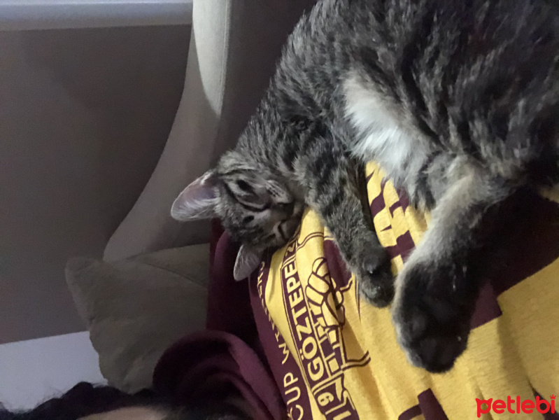 Tekir Kedi, Kedi  Munchie fotoğrafı