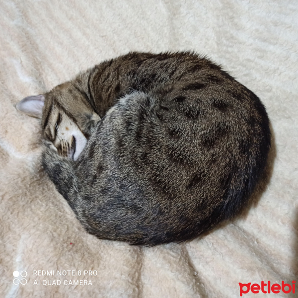 Tekir Kedi, Kedi  Yosun fotoğrafı