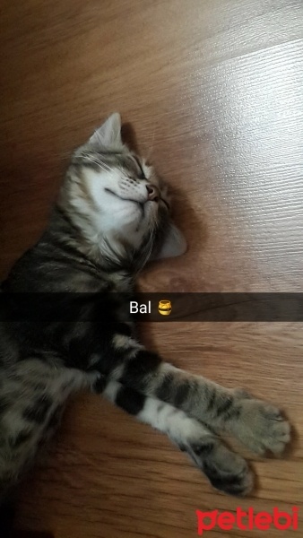 Tekir Kedi, Kedi  Bal fotoğrafı