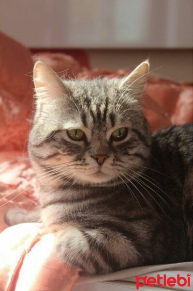 British Shorthair, Kedi  Panter fotoğrafı