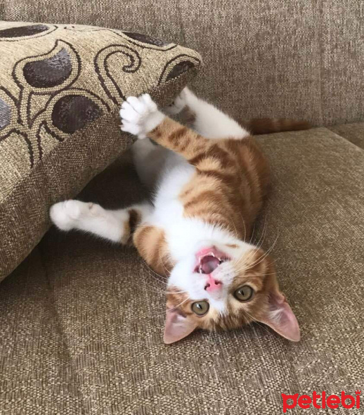 Sarman, Kedi  BAL fotoğrafı