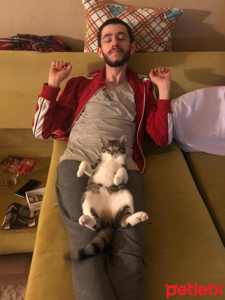 Tekir Kedi, Kedi  Mecnun fotoğrafı