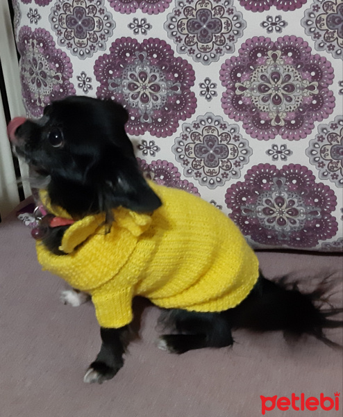Chihuahua, Köpek  Carmen house gina fotoğrafı