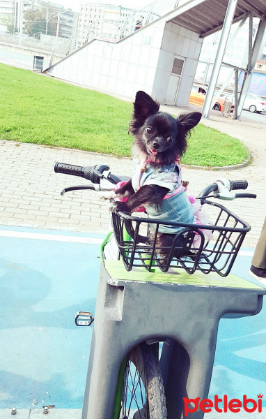 Chihuahua, Köpek  Carmen house gina fotoğrafı