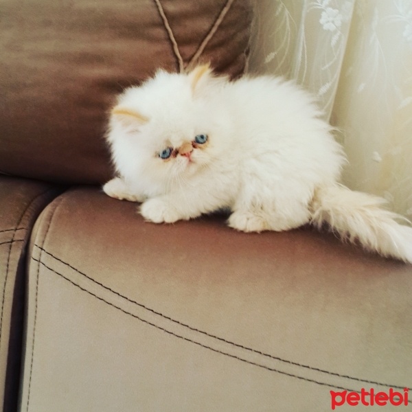 İran Kedisi (Persian), Kedi  Kaju&hektor fotoğrafı