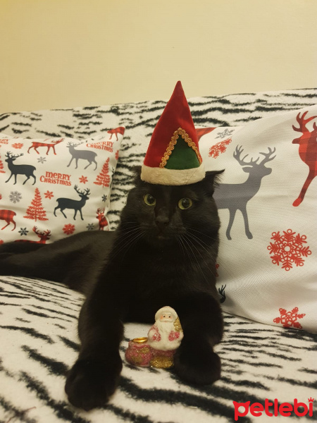 Scottish Fold, Kedi  Oscar fotoğrafı