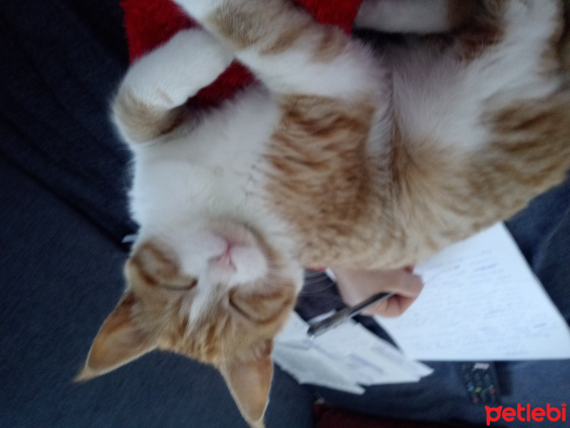 Sarman, Kedi  Oskar fotoğrafı