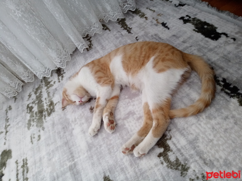 Sarman, Kedi  Oskar fotoğrafı