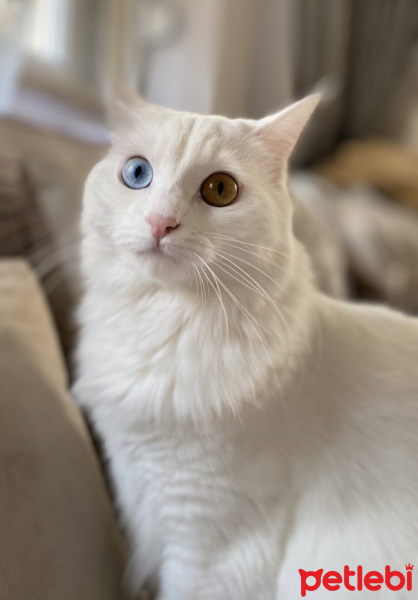 Van Kedisi, Kedi  Eliza fotoğrafı