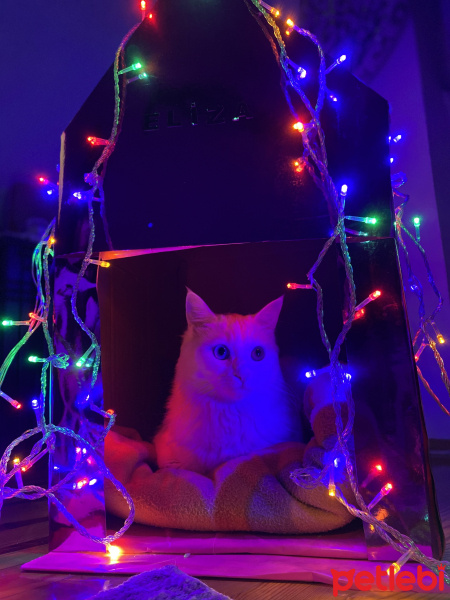 Van Kedisi, Kedi  Eliza fotoğrafı