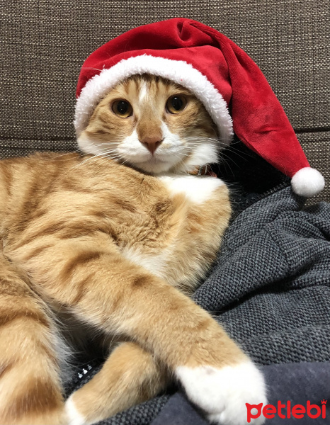 Sarman, Kedi  Tarçın fotoğrafı
