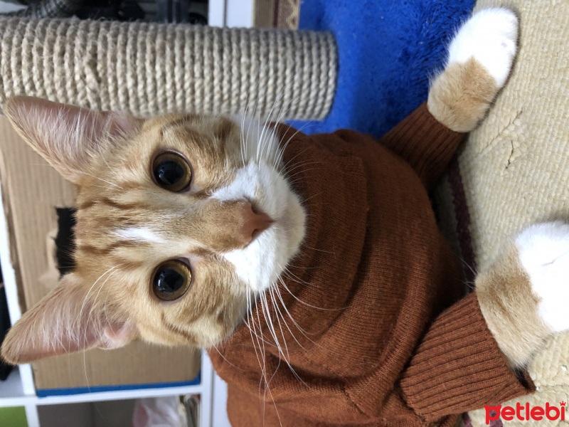 Sarman, Kedi  Tarçın fotoğrafı