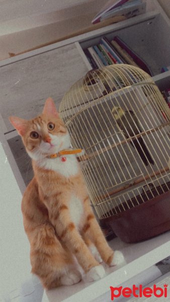 Sarman, Kedi  Tarçın fotoğrafı