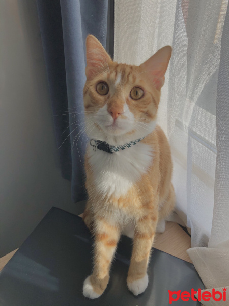 Sarman, Kedi  Tarçın fotoğrafı