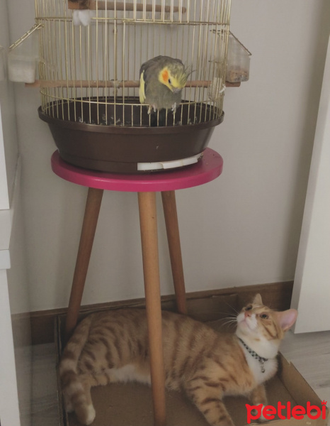 Sarman, Kedi  Tarçın fotoğrafı
