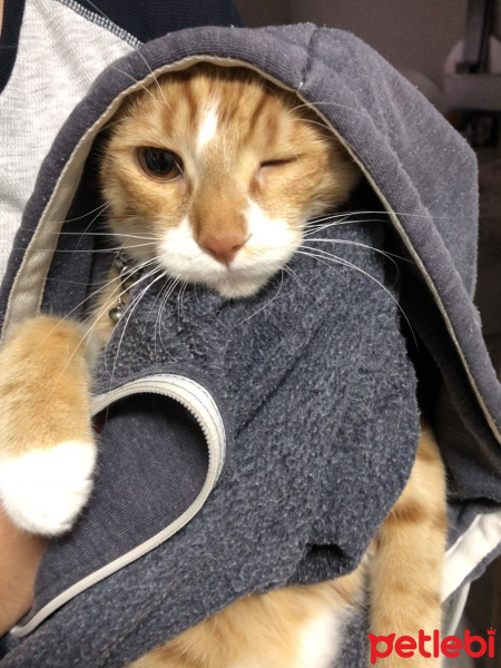 Sarman, Kedi  Tarçın fotoğrafı