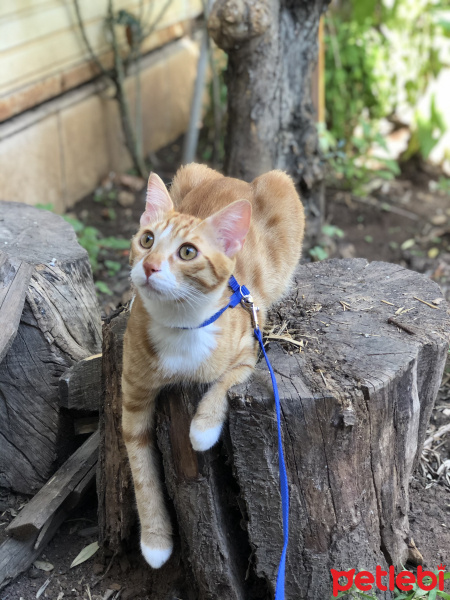 Sarman, Kedi  Tarçın fotoğrafı
