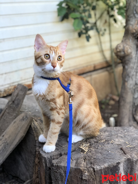 Sarman, Kedi  Tarçın fotoğrafı