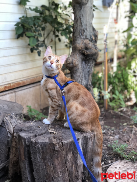 Sarman, Kedi  Tarçın fotoğrafı