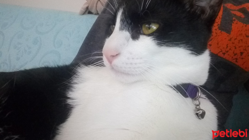 Tuxedo (Smokin) Kedi, Kedi  kivi fotoğrafı