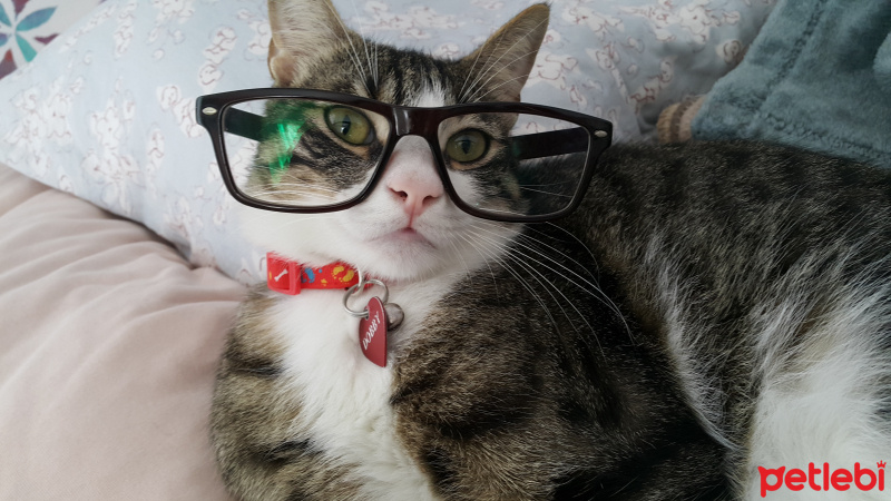 Tekir Kedi, Kedi  Dobby fotoğrafı
