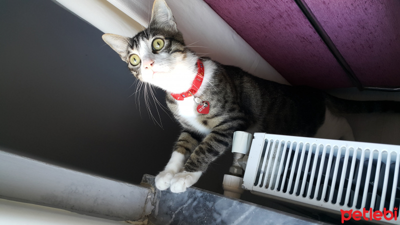 Tekir Kedi, Kedi  Dobby fotoğrafı