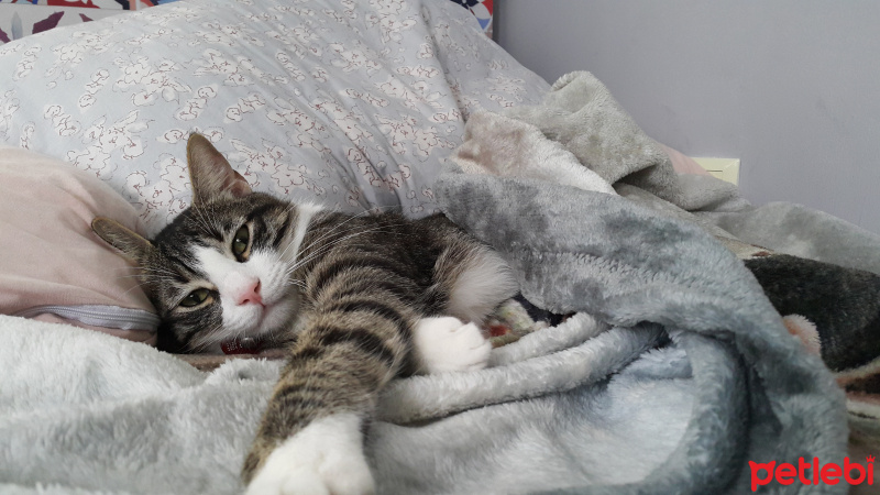 Tekir Kedi, Kedi  Dobby fotoğrafı