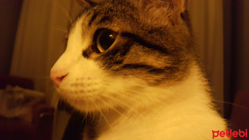 Tekir Kedi, Kedi  Dobby fotoğrafı