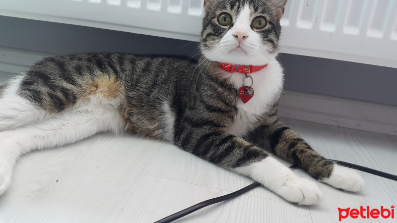 Tekir Kedi, Kedi  Dobby fotoğrafı