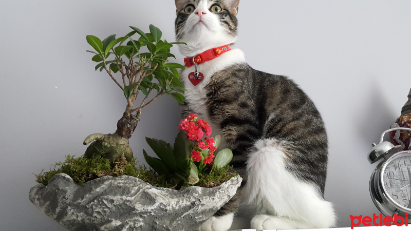 Tekir Kedi, Kedi  Dobby fotoğrafı