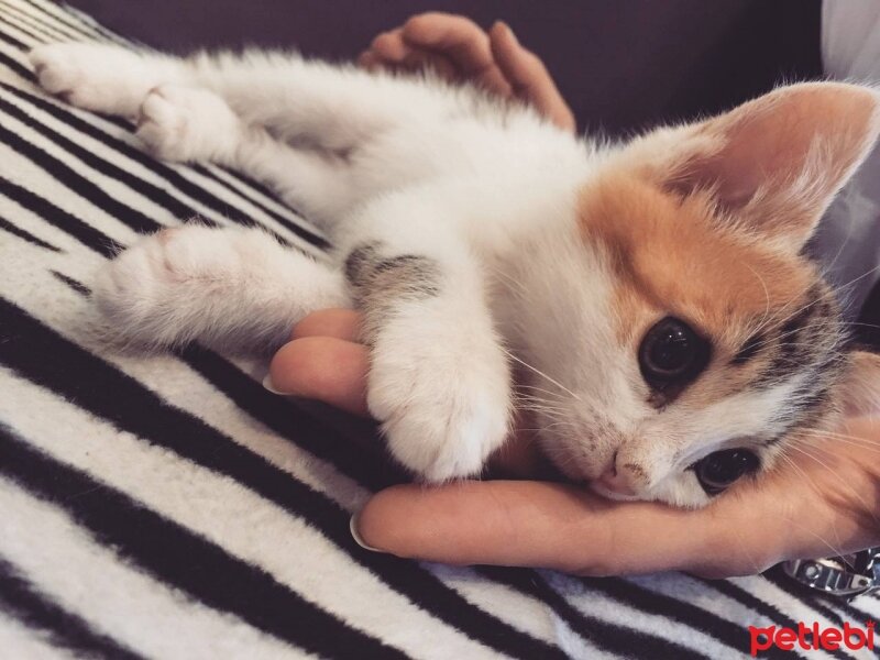 Tekir Kedi, Kedi  Tina♥ fotoğrafı