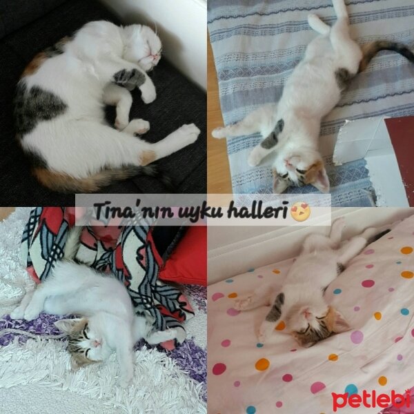 Tekir Kedi, Kedi  Tina♥ fotoğrafı