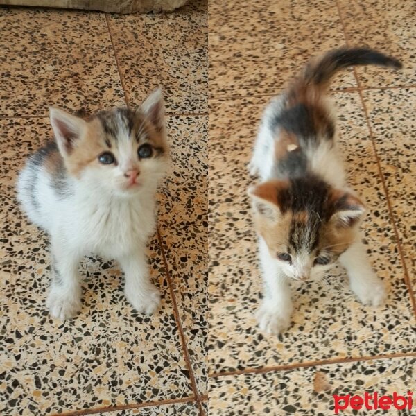 Tekir Kedi, Kedi  Tina♥ fotoğrafı