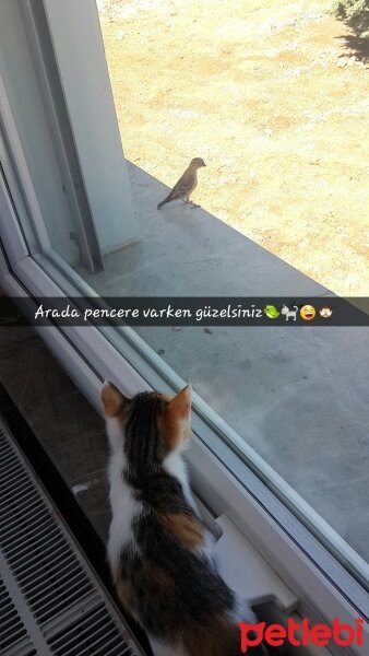 Tekir Kedi, Kedi  Tina♥ fotoğrafı